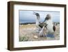 Blue-Footed Booby (Sula Nebouxii) Pair With Chick And Egg At Nest, Santa Cruz Island, Galapagos-Tui De Roy-Framed Photographic Print