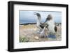 Blue-Footed Booby (Sula Nebouxii) Pair With Chick And Egg At Nest, Santa Cruz Island, Galapagos-Tui De Roy-Framed Photographic Print