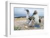 Blue-Footed Booby (Sula Nebouxii) Pair With Chick And Egg At Nest, Santa Cruz Island, Galapagos-Tui De Roy-Framed Photographic Print