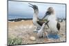 Blue-Footed Booby (Sula Nebouxii) Pair With Chick And Egg At Nest, Santa Cruz Island, Galapagos-Tui De Roy-Mounted Photographic Print