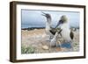 Blue-Footed Booby (Sula Nebouxii) Pair With Chick And Egg At Nest, Santa Cruz Island, Galapagos-Tui De Roy-Framed Photographic Print