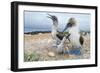 Blue-Footed Booby (Sula Nebouxii) Pair With Chick And Egg At Nest, Santa Cruz Island, Galapagos-Tui De Roy-Framed Photographic Print