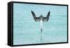 Blue-Footed Booby (Sula Nebouxii) Plunge-Diving At High Speed, San Cristobal Island, Galapagos-Tui De Roy-Framed Stretched Canvas