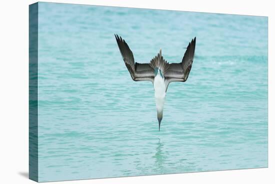 Blue-Footed Booby (Sula Nebouxii) Plunge-Diving At High Speed, San Cristobal Island, Galapagos-Tui De Roy-Stretched Canvas