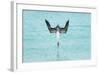 Blue-Footed Booby (Sula Nebouxii) Plunge-Diving At High Speed, San Cristobal Island, Galapagos-Tui De Roy-Framed Photographic Print