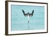 Blue-Footed Booby (Sula Nebouxii) Plunge-Diving At High Speed, San Cristobal Island, Galapagos-Tui De Roy-Framed Photographic Print