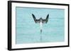 Blue-Footed Booby (Sula Nebouxii) Plunge-Diving At High Speed, San Cristobal Island, Galapagos-Tui De Roy-Framed Photographic Print