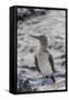 Blue-Footed Booby (Sula Nebouxii)-Michael Nolan-Framed Stretched Canvas
