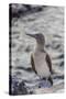 Blue-Footed Booby (Sula Nebouxii)-Michael Nolan-Stretched Canvas