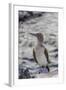 Blue-Footed Booby (Sula Nebouxii)-Michael Nolan-Framed Photographic Print