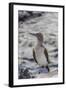 Blue-Footed Booby (Sula Nebouxii)-Michael Nolan-Framed Photographic Print