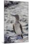 Blue-Footed Booby (Sula Nebouxii)-Michael Nolan-Mounted Photographic Print