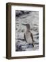 Blue-Footed Booby (Sula Nebouxii)-Michael Nolan-Framed Photographic Print