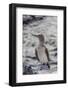 Blue-Footed Booby (Sula Nebouxii)-Michael Nolan-Framed Photographic Print