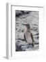 Blue-Footed Booby (Sula Nebouxii)-Michael Nolan-Framed Photographic Print