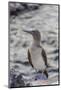 Blue-Footed Booby (Sula Nebouxii)-Michael Nolan-Mounted Photographic Print