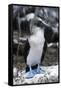 Blue-footed Booby-Peter Scoones-Framed Stretched Canvas