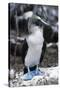 Blue-footed Booby-Peter Scoones-Stretched Canvas