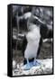 Blue-footed Booby-Peter Scoones-Framed Stretched Canvas