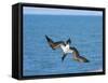 Blue-Footed Booby-null-Framed Stretched Canvas
