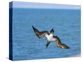 Blue-Footed Booby-null-Stretched Canvas