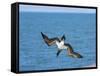 Blue-Footed Booby-null-Framed Stretched Canvas