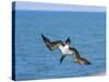 Blue-Footed Booby-null-Stretched Canvas