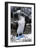 Blue-footed Booby-Peter Scoones-Framed Photographic Print