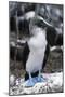 Blue-footed Booby-Peter Scoones-Mounted Photographic Print