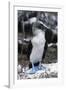 Blue-footed Booby-Peter Scoones-Framed Photographic Print