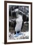 Blue-footed Booby-Peter Scoones-Framed Photographic Print