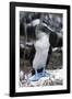 Blue-footed Booby-Peter Scoones-Framed Photographic Print