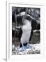 Blue-footed Booby-Peter Scoones-Framed Photographic Print