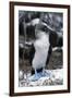 Blue-footed Booby-Peter Scoones-Framed Photographic Print