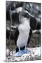 Blue-footed Booby-Peter Scoones-Mounted Photographic Print