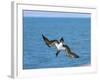 Blue-Footed Booby-null-Framed Photographic Print