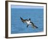 Blue-Footed Booby-null-Framed Photographic Print