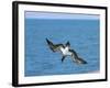 Blue-Footed Booby-null-Framed Photographic Print