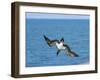 Blue-Footed Booby-null-Framed Photographic Print