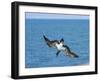 Blue-Footed Booby-null-Framed Photographic Print