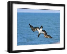 Blue-Footed Booby-null-Framed Photographic Print