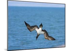 Blue-Footed Booby-null-Mounted Photographic Print