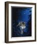 Blue Forest-Joh Naito-Framed Premium Giclee Print