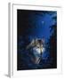 Blue Forest-Joh Naito-Framed Giclee Print