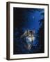 Blue Forest-Joh Naito-Framed Giclee Print