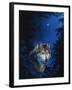 Blue Forest-Joh Naito-Framed Giclee Print