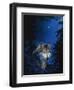 Blue Forest-Joh Naito-Framed Giclee Print