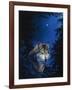 Blue Forest-Joh Naito-Framed Giclee Print