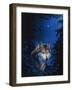 Blue Forest-Joh Naito-Framed Giclee Print