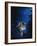 Blue Forest-Joh Naito-Framed Giclee Print